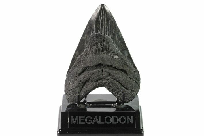 Fossil Megalodon Tooth - Thick, Robust Root #135456